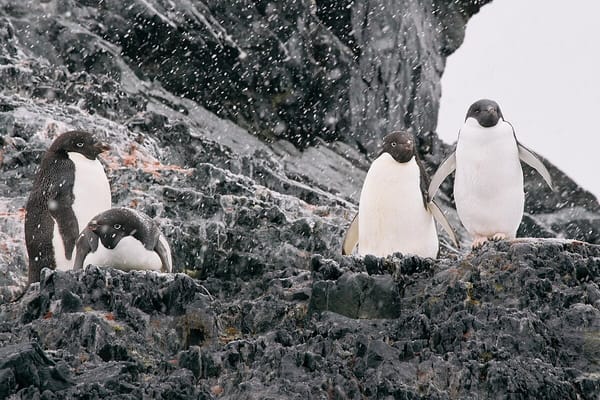 Penguins in Antactica. Image via Wikimedia & Creative Commons